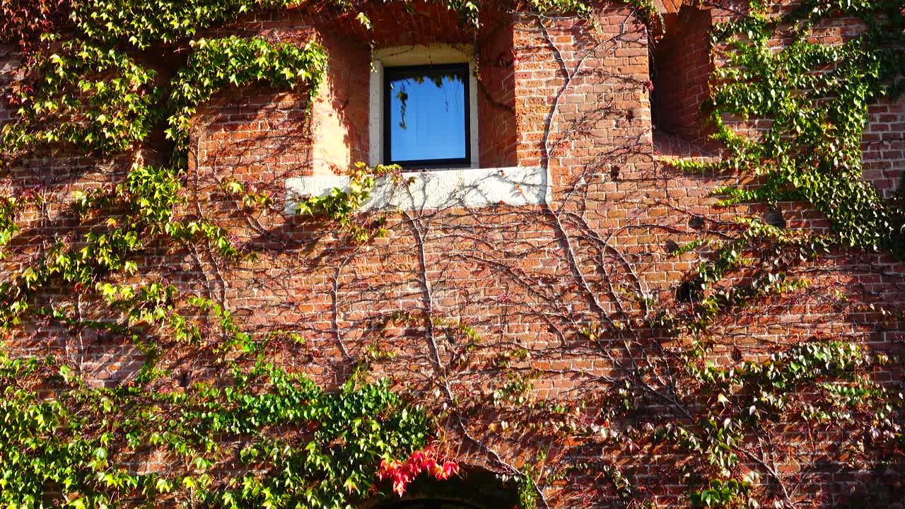 Edera sul muro di mattoni della casa. Riprese in autunno