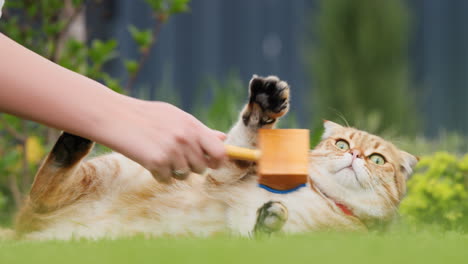 The owner of the pet combs the hair of a ginger cat