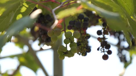 green and purple grapes hanging in the garden