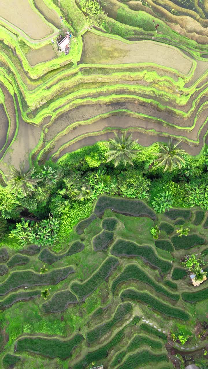 Terraced paddy rice fields of Indonesia, aerial vertical view