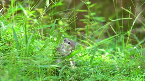 squirrel eating grass in the field