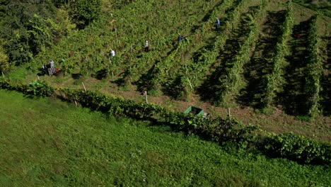 Ernte-Von-Weinreben-Im-Weinberg,-Luftaufnahme-Des-Weinguts-In-Europa,-Arbeiter-Pflücken-Trauben,-Luftaufnahme