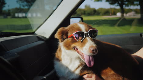 The-Dog-Travels-With-The-Owner-In-The-Car-The-Pet-Is-Wearing-Sunglasses