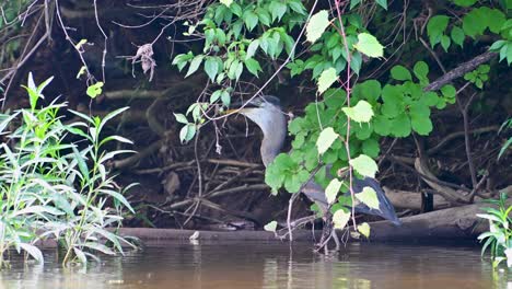 Great-Blue-Heron-eating-crayfish-in-riverbank,-Ohio