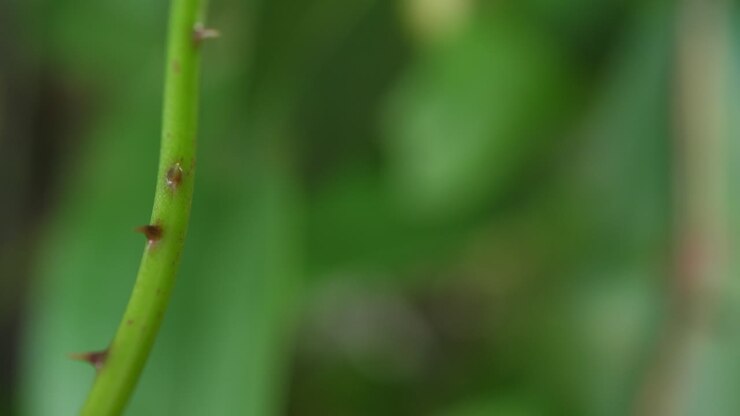 Close-up of a prickly plant stem