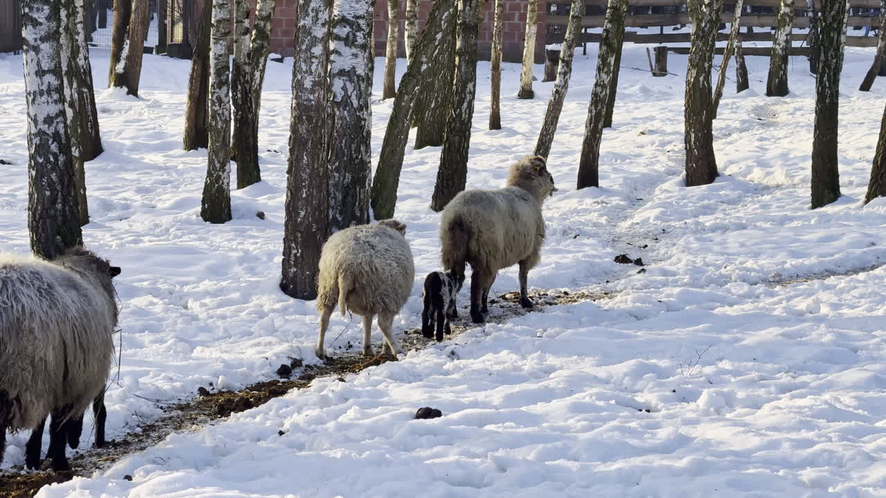 Två svarta lamm följer ett får genom snötäckt mark med träd i bakgrunden under vintern.