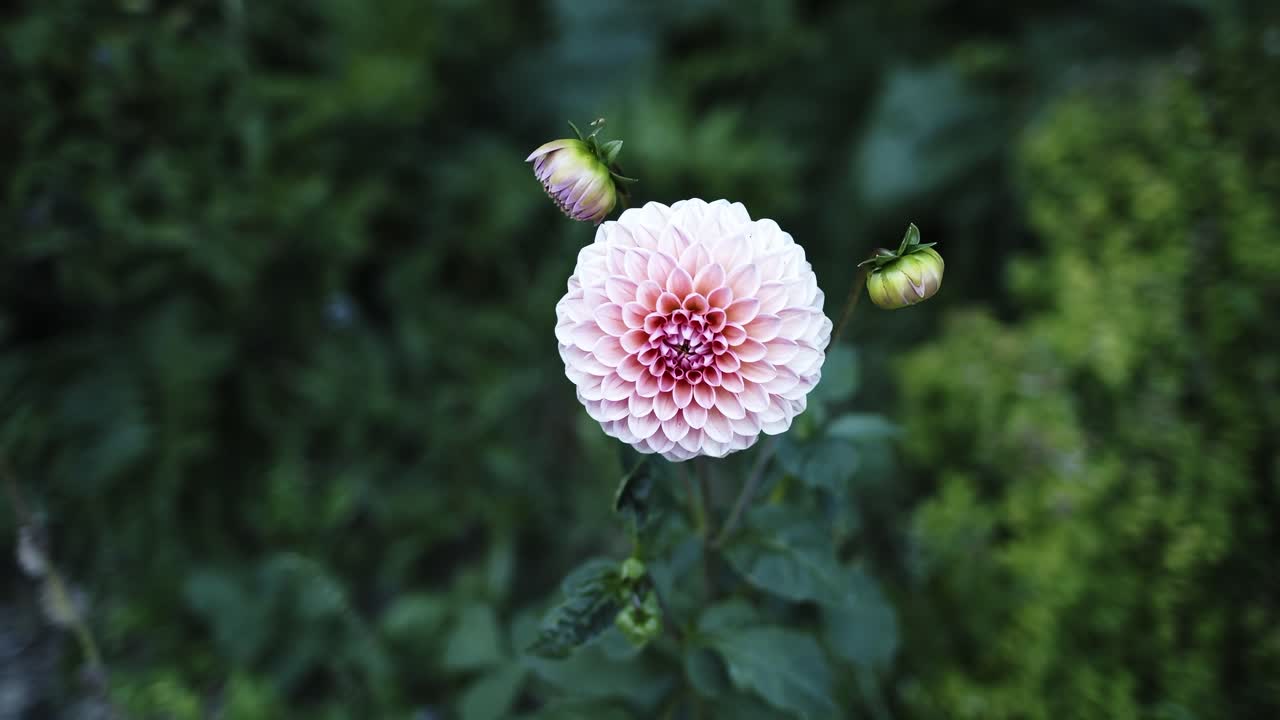 Dalia colorata