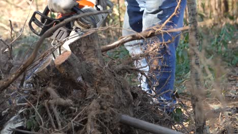 man cuttting with a chainsaw a invasive tree in galicia