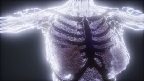 animación colorida del cuerpo humano que muestra huesos y órganos