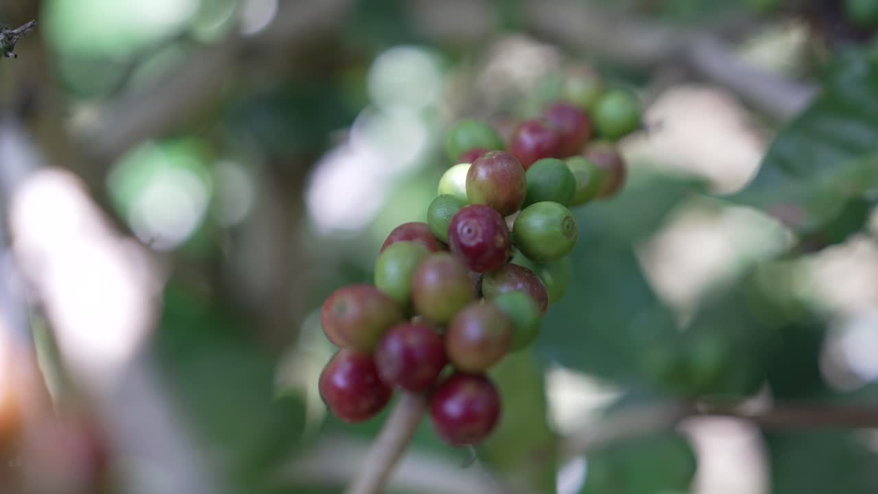Coffee cherries transitioning from green to red under soft, filtered forest light on a small farm