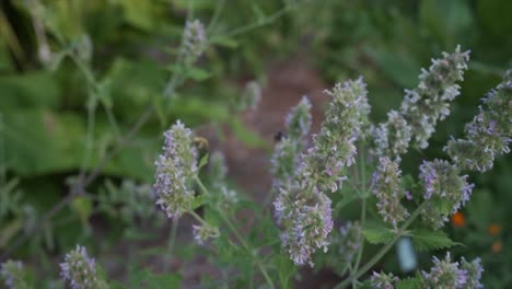 bees pollinating in a herb garden in slow motion