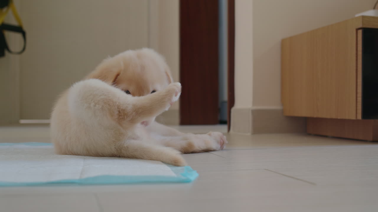 Puppy dog ​​licking itself