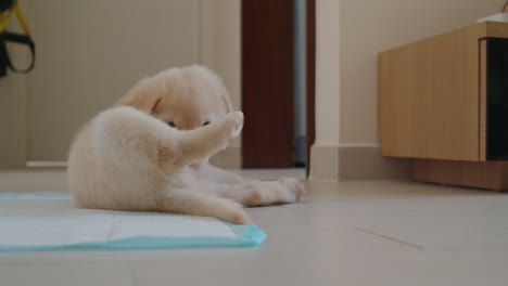 Puppy dog ​​licking itself