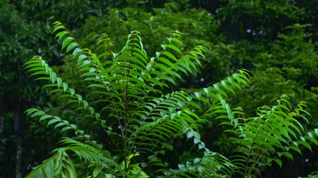 в сезон дождей, восточная индия получает сильные дожди во время сезона дождей