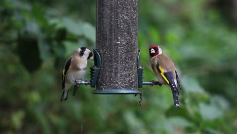 A-pair-of-Goldfinches,-Carduelis-carduelis,-eating-niger-seed-from-a-hanging-feeder