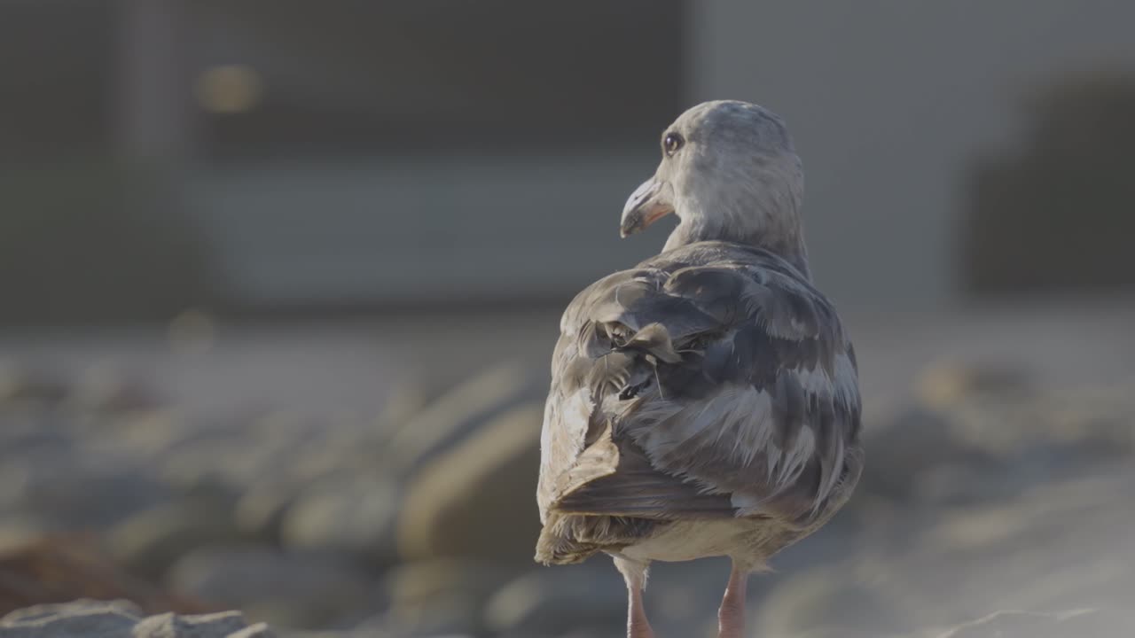 A seagull stands still on a rocky beach, facing away from the camera while the shoreline and soft focus background add depth
