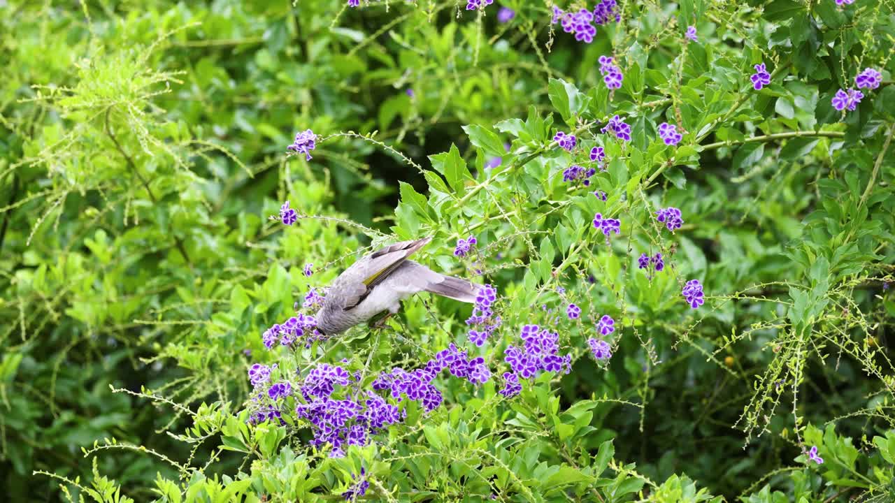 el pájaro interactúa con las flores púrpuras vibrantes