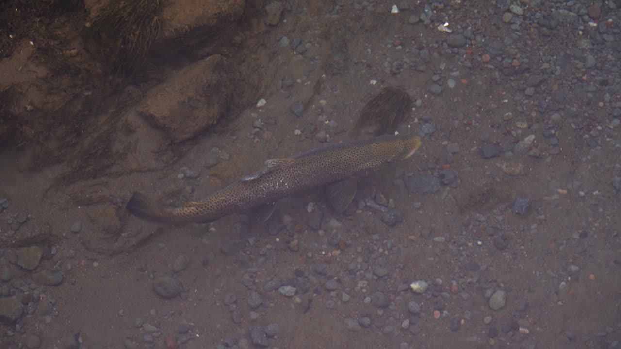 Trota fario (Salmo trutta) in fase di riproduzione nell'Islanda artica durante l'inverno. Primo piano.