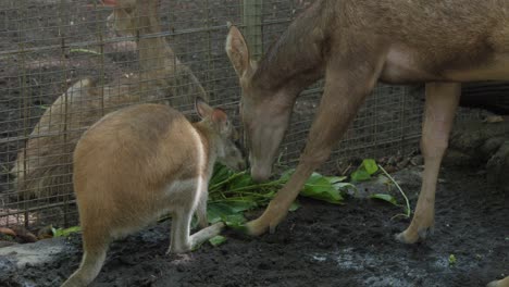 Red-necked-wallabie-and-deer-peacefully-sharing-a-meal-of-a-bunch-of-greens