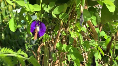 Polinización-Natural-Por-Mariposas-Que-Se-Posan-Sobre-Flores-De-Guisantes-De-Mariposa,-Flor-De-Telang-Para-Materias-Primas-De-Té-De-Hierbas