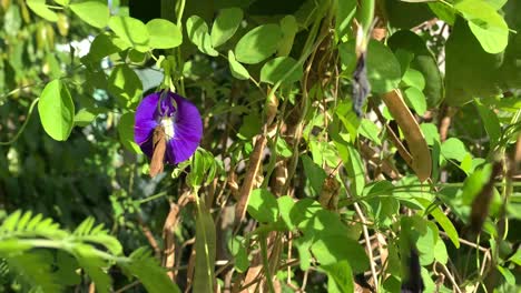 polinización natural por mariposas que se posan en flores de guisantes mariposas , flor de telang para materias primas de té de hierbas