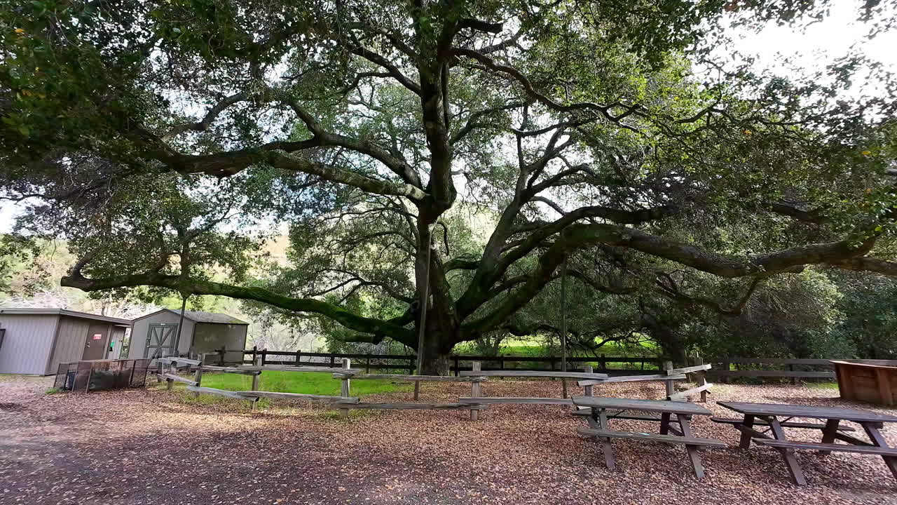 Slow moving shot approaching a giant tree surrounded by wooden fences and picnic benches, with dry leaves covering the ground in a peaceful rural setting near San Francisco
