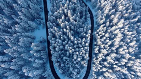 carretera de montaña con curvas y viento en un bosque cubierto de nieve - antena arriba hacia abajo