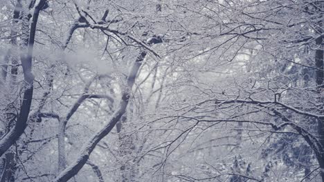 輕微的雪覆蓋了城市公園裡的雜亂的樹枝