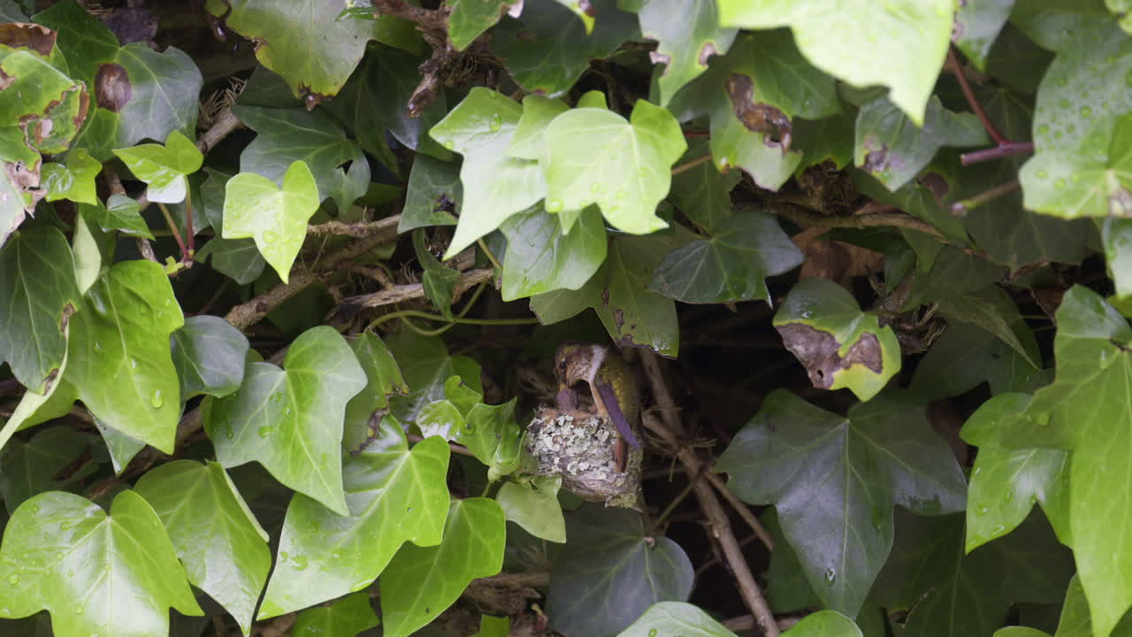un colibrí brillante alimentando a sus polluelos en el nido