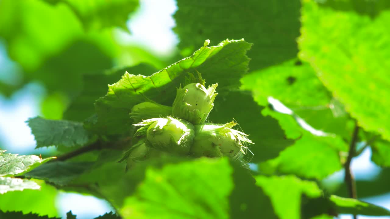 Green unripe hazelnuts on the branch on a sunny summer day, close up shot