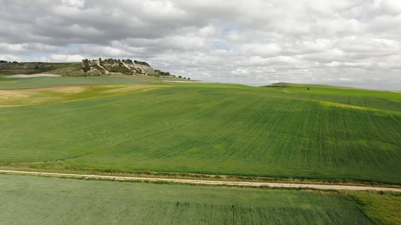 Large wheat fields in a windy day. Green Countryside in Valladolid, Spain. 4K Drone Aerial Footage