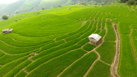 rice field terrace on mountain agriculture land.