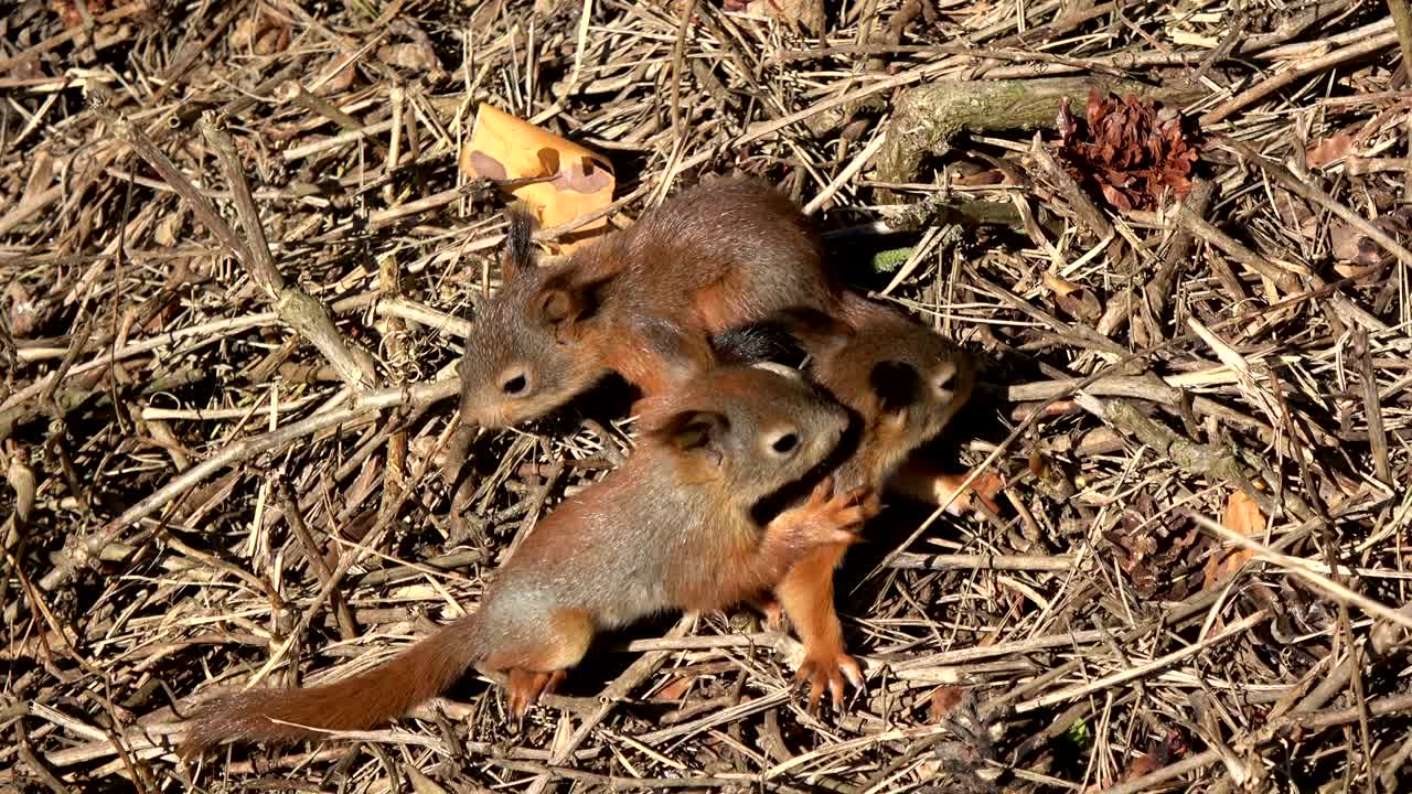 hermosas ardillas rojas bebé jugando en el parque