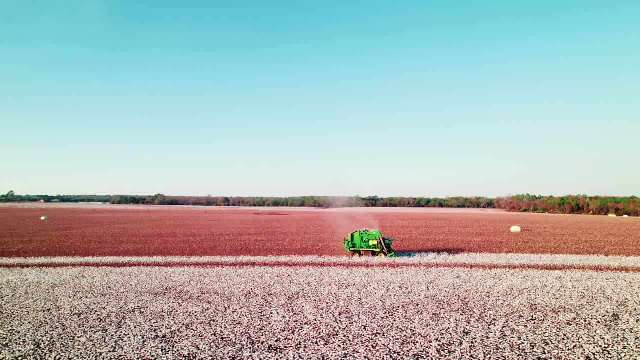 un recolector de algodón cortando las bolas blancas de algodón, dejando un campo marrón detrás de él