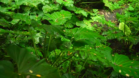 Video-of-incredible-plants-from-a-botanical-garden-in-Victoria-on-Mahe-island-in-Seychelles