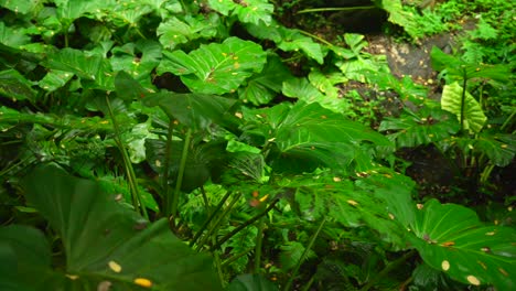 video de plantas increíbles de un jardín botánico en victoria en la isla de mahe en las seychelles