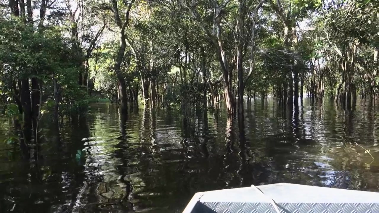 canoe navigates calm waters in flooded Amazon rainforest, rainy season. Amazonas, Brazil