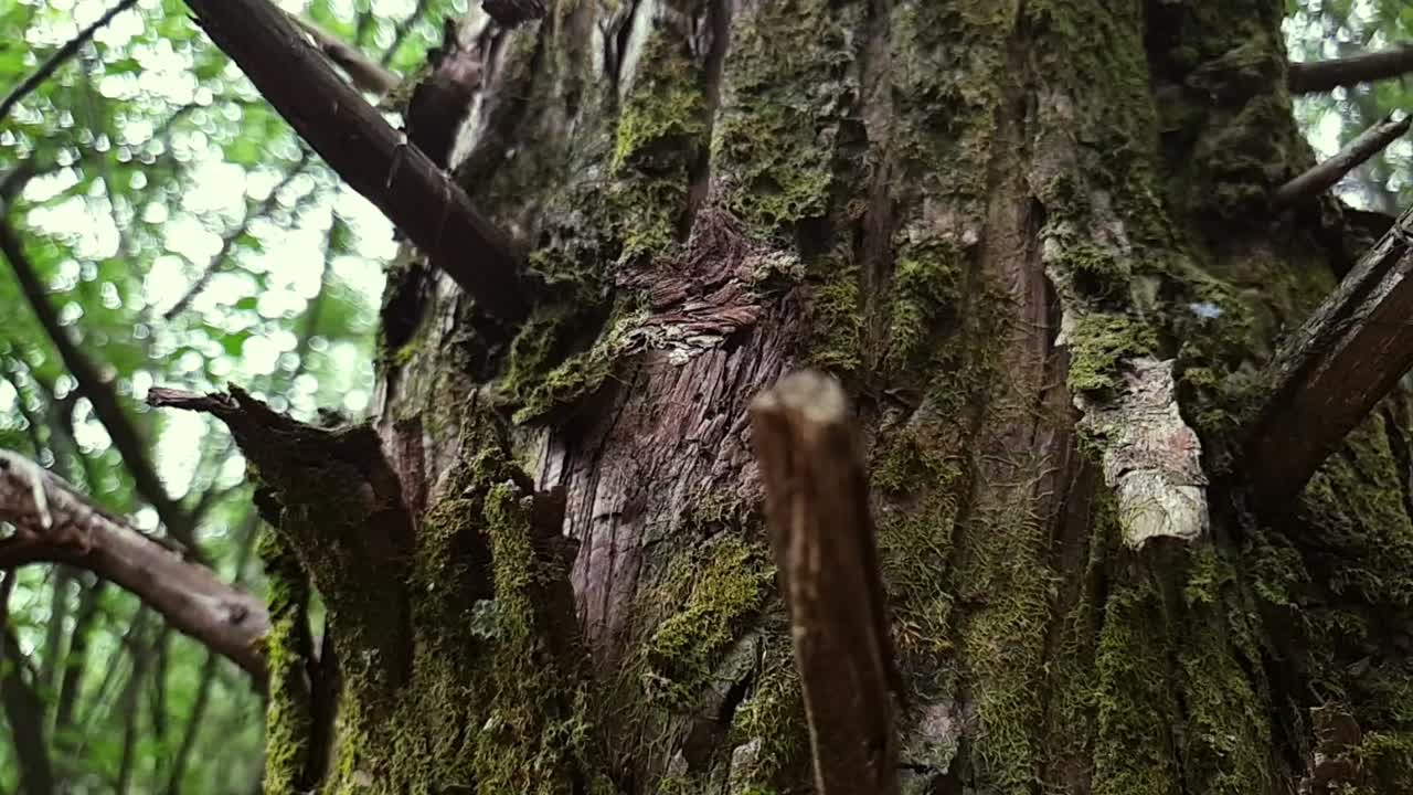 árbol viejo de aspecto embrujado con musgo en la corteza y agujas como ramas rotas junto a un sendero de senderismo en el bosque