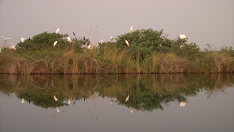 colonia de grandes garcetas y cormoranes de caña en un árbol junto a un lago en el sur de áfrica