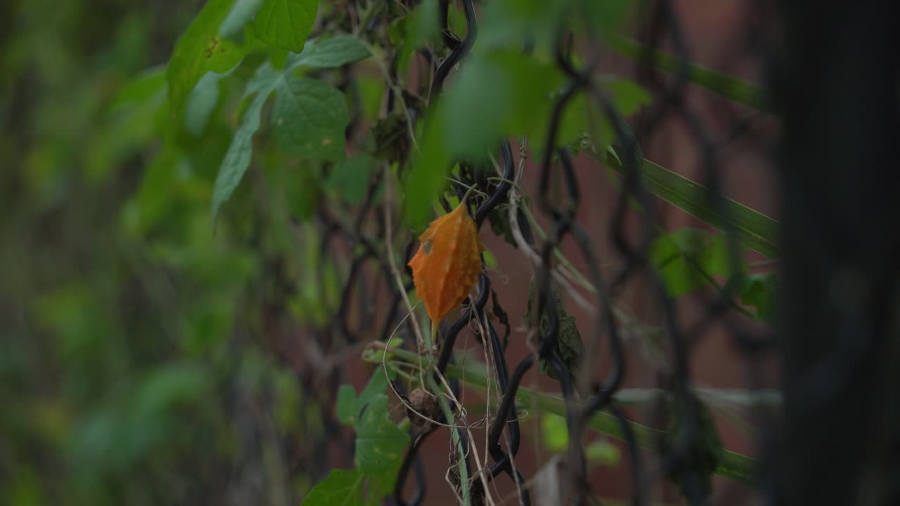 Bella ripresa di una pianta di melone amaro Cerasee Kerala arancione con frutti che pendono dalle viti, usata per fare un tè salutare alle erbe, utile per la perdita di peso