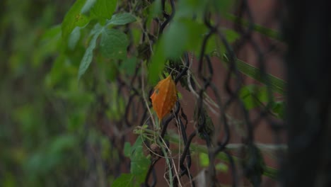 Buena-Foto-De-La-Planta-De-Melón-Amargo-Naranja-Cerasee-Kerala-Con-Kerala-Colgando-De-Vides-Utilizadas-Para-Hacer-Té-De-Hierbas-Saludable-Bueno-Para-Bajar-De-Peso