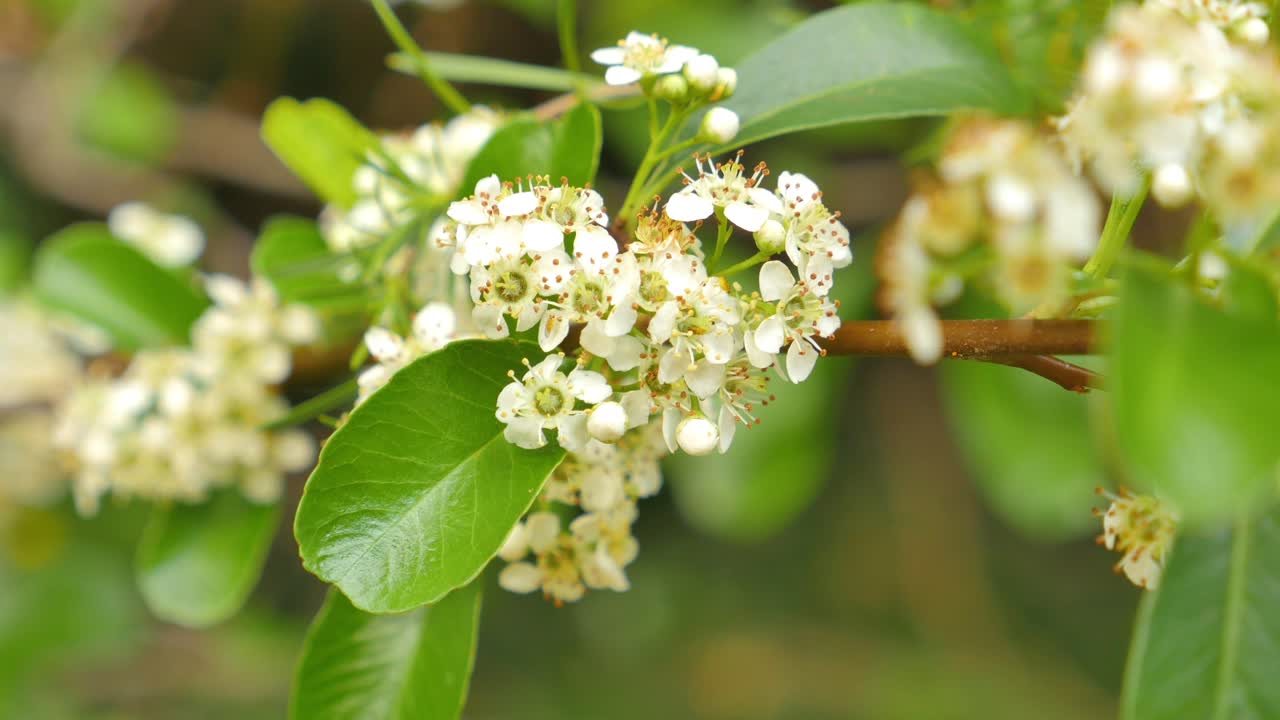 Weiße Blumen mit Käfern und Insekten