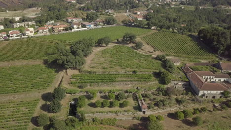 Viñedo-En-Portugal-Por-Drone