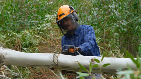 leñador cortando árbol caído en el bosque 4k