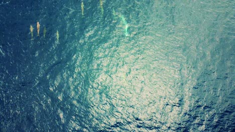school of playful spinner dolphins cruising in the warm blue water. - top view - aerial drone shot