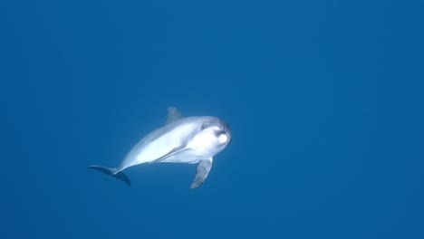 a lone bottlenose dolphin swimming in blue ocean - underewater shot