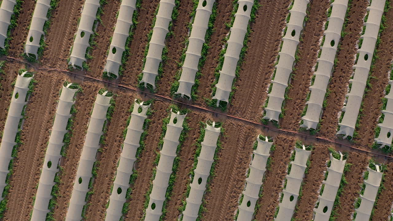 aerial: toma ascendente de arriba hacia abajo de invernaderos alineados en fila