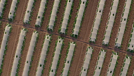 aerial: rising top down shot of greenhouses lined up in row