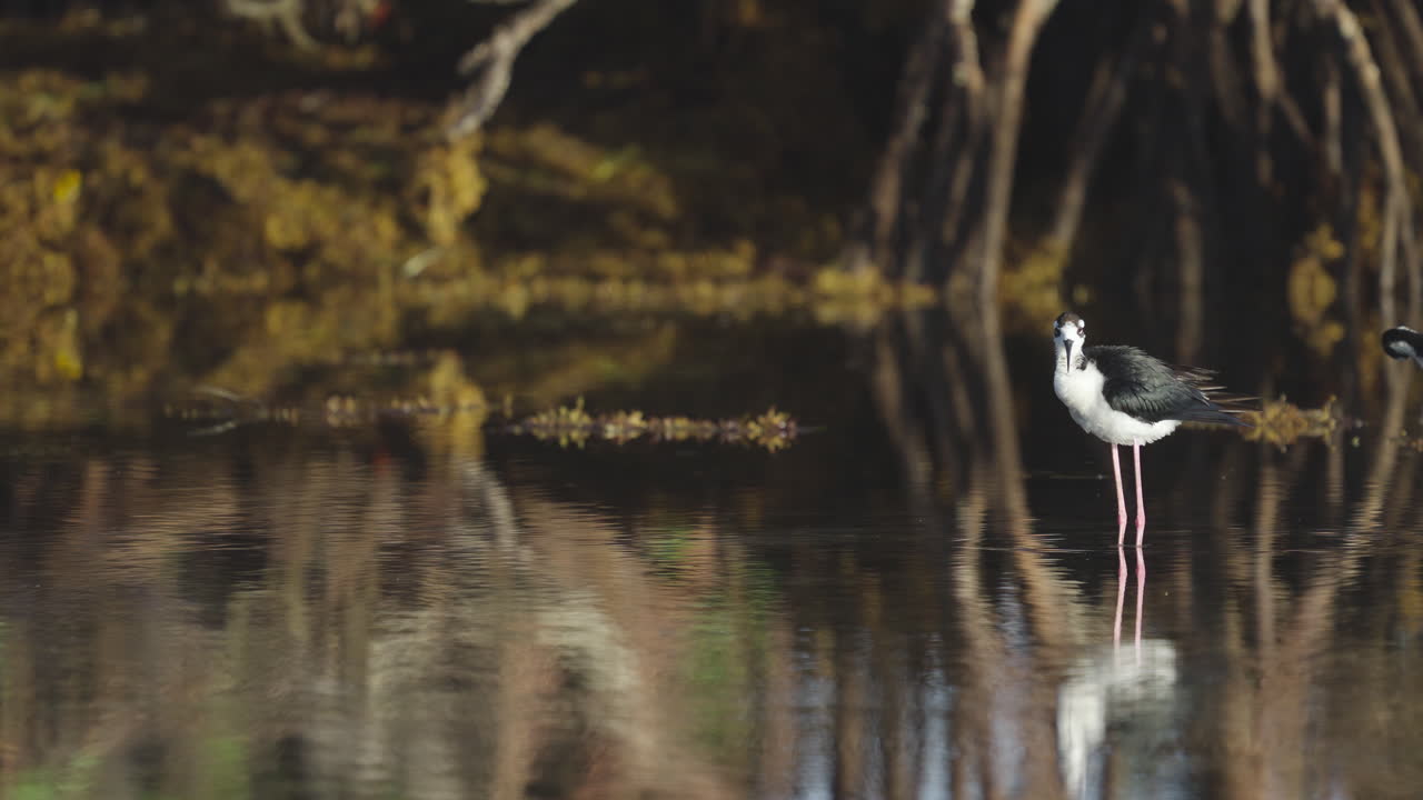 Black Necked Stilt Rousing Shaking and Ruffling Feathers in Water by Mangroves and Seaweed 3