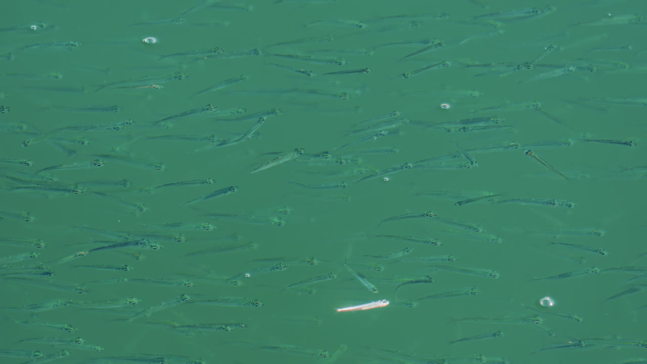 A school of small fish swimming near the water surface o the Mediterranean sea